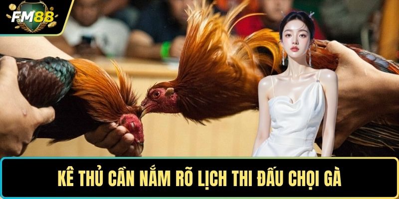 Đá Gà Đòn Thomo – Đấu Trường Huyền Thoại Số 1 Châu Á 3 Kê thủ cần nắm rõ lịch thi đấu chọi gà