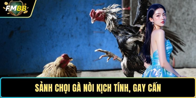 Đá Gà Đòn Thomo – Đấu Trường Huyền Thoại Số 1 Châu Á 5 Sảnh chọi gà nòi kịch tính, gay cấn